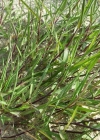 Einzelbild 1 Kriechendes Straussgras - Agrostis stolonifera
