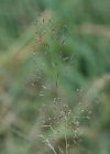 Einzelbild 4 Kriechendes Straussgras - Agrostis stolonifera