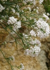 Einzelbild 1 Hügel-Waldmeister - Asperula cynanchica