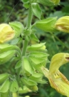 Einzelbild 1 Klebrige Salbei - Salvia glutinosa