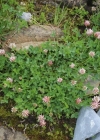 Einzelbild 1 Thals Klee - Trifolium thalii