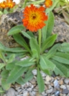 Einzelbild 1 Orangerotes Habichtskraut - Hieracium aurantiacum