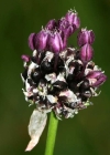 Einzelbild 1 Weinberg-Lauch - Allium vineale