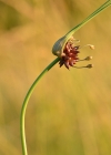 Einzelbild 1 Ross-Lauch - Allium oleraceum