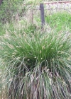 Einzelbild 1 Rispen-Segge - Carex paniculata