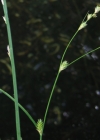 Einzelbild 1 Lockerährige Segge - Carex remota