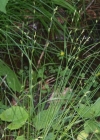 Einzelbild 3 Lockerährige Segge - Carex remota