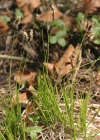Einzelbild 2 Berg-Segge - Carex montana
