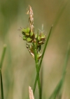 Einzelbild 1 Pillen-Segge - Carex pilulifera