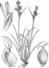 Einzelbild 3 Pillen-Segge - Carex pilulifera