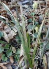 Einzelbild 1 Wimper-Segge - Carex pilosa