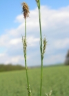 Einzelbild 2 Wimper-Segge - Carex pilosa