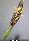 Einzelbild 4 Wimper-Segge - Carex pilosa