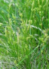Einzelbild 1 Weisse Segge - Carex alba