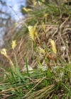 Einzelbild 1 Niedrige Segge - Carex humilis