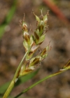 Einzelbild 1 Vogelfuss-Segge - Carex ornithopoda
