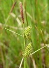 Einzelbild 1 Saum-Segge - Carex hostiana