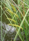 Einzelbild 1 Schnabel-Segge - Carex rostrata