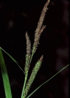 Einzelbild 1 Scharfkantige Segge - Carex acutiformis