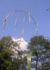 Einzelbild 1 Riesen-Schwingel - Festuca gigantea