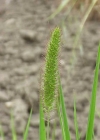 Einzelbild 2 Grüne Borstenhirse - Setaria viridis
