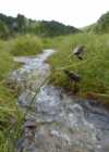 Einzelbild 2 Eis-Segge - Carex frigida