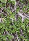 Einzelbild 1 Quendelblättrige Weide - Salix serpillifolia