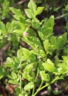 Einzelbild 2 Heidelbeere - Vaccinium myrtillus