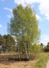 Einzelbild 1 Moor-Birke - Betula pubescens