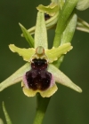 Einzelbild 1 Kleine Spinnen-Ragwurz - Ophrys araneola