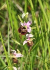 Einzelbild 2 Gewöhnliche Hummel-Ragwurz - Ophrys holosericea subsp. holosericea