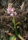 Einzelbild 1 Kleines Knabenkraut - Orchis morio