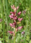 Einzelbild 1 Wanzen-Knabenkraut - Orchis coriophora