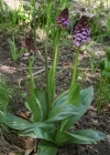 Einzelbild 1 Purpur-Knabenkraut - Orchis purpurea