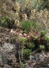 Einzelbild 4 Blasenschötchen - Alyssoides utriculata