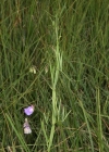 Einzelbild 1 Sumpf-Platterbse - Lathyrus palustris