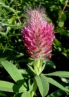 Einzelbild 1 Purpur-Klee - Trifolium rubens