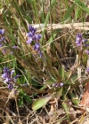 Einzelbild 1 Sumpf-Kreuzblume - Polygala amarella