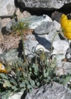 Einzelbild 2 Rätischer Alpen-Mohn - Papaver aurantiacum