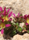 Einzelbild 1 Zweiblütiger Steinbrech - Saxifraga biflora