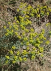 Einzelbild 2 Steppen-Wolfsmilch - Euphorbia seguieriana subsp. seguieriana