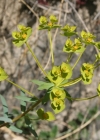 Einzelbild 3 Steppen-Wolfsmilch - Euphorbia seguieriana subsp. seguieriana