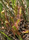 Einzelbild 1 Langblättriger Sonnentau - Drosera anglica