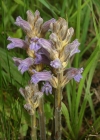 Einzelbild 1 Violetter Würger - Orobanche purpurea