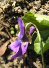 Einzelbild 1 Wohlriechendes Veilchen - Viola odorata