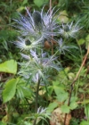 Einzelbild 1 Alpen-Mannstreu - Eryngium alpinum