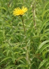 Einzelbild 1 Weiden-Alant - Inula salicina