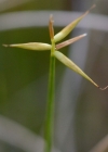 Einzelbild 1 Wenigblütige Segge - Carex pauciflora