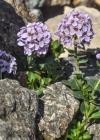 Einzelbild 1 Doldentraubiges Rundblättriges Täschelkraut - Thlaspi rotundifolium subsp. corymbosum