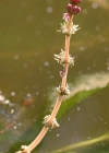 Einzelbild 3 Ähriges Tausendblatt - Myriophyllum spicatum